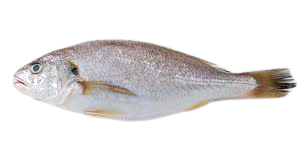 Croaker Fish-1kg