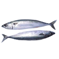 Titus Fish-2