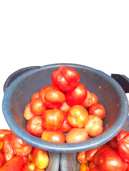 Fresh Tomatoes,